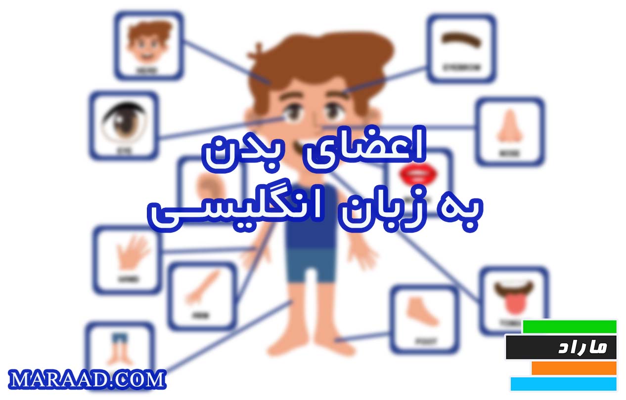 اعضای بدن به انگلیسی